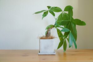 白いプランターの観葉植物