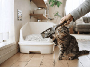 猫砂にスコップを入れようとしているが、猫に邪魔される様子